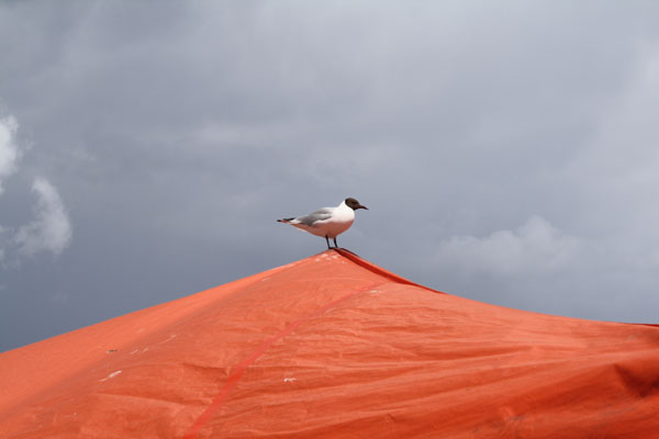 Market Square Seagull 